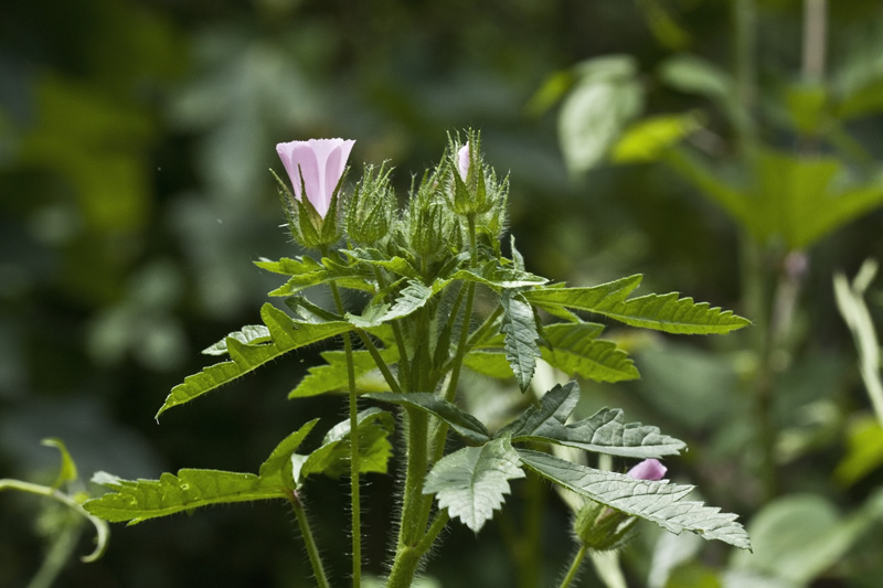 Althaea hirsuta